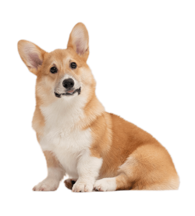 Skal du sælge t-shirts med motiver af hunde? Skal du sælge t-shirts med motiver af hunde?